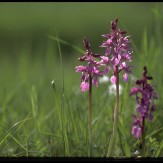 orchis_male