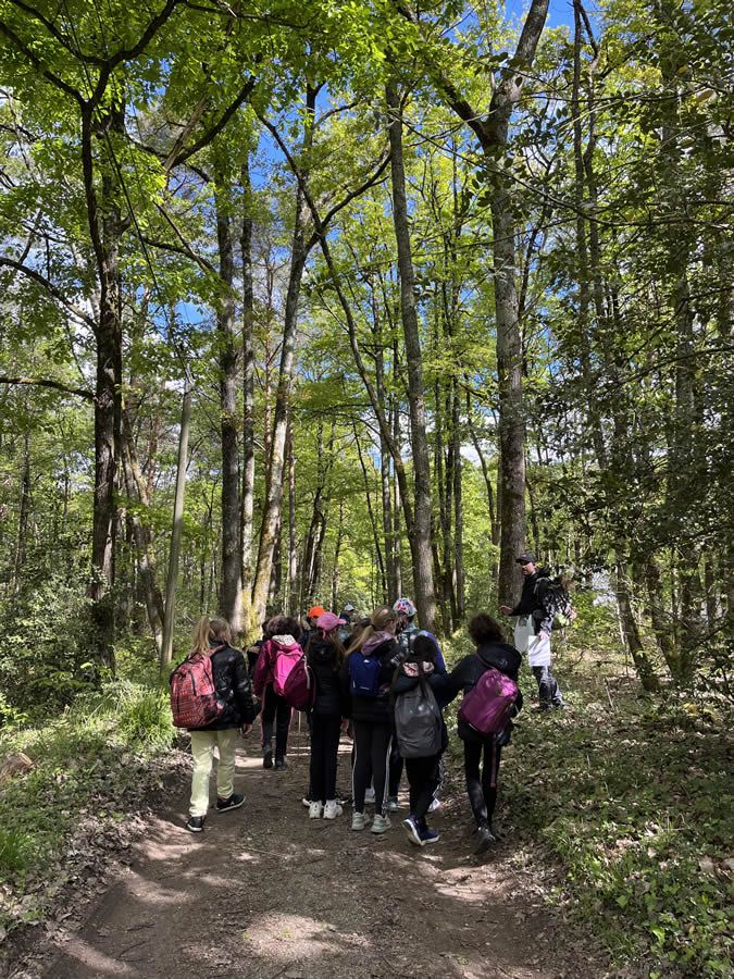 Forêt - CP au collège